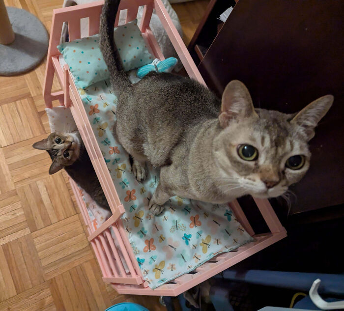 Two cats in a small pink bed, showcasing animals making our lives better with their silly little antics.