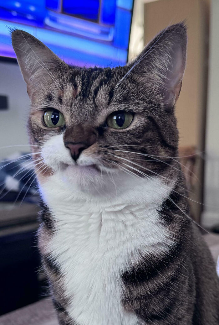 Close-up of a tabby cat with green eyes, showcasing the charm of animals making our lives better with their silly behavior.