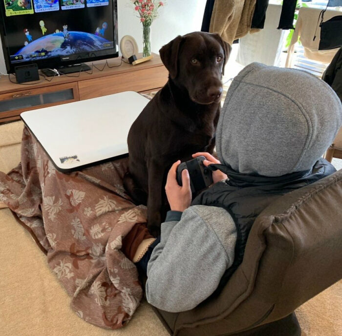 A person playing video games with a chocolate lab dog sitting nearby, showcasing animals making life better.
