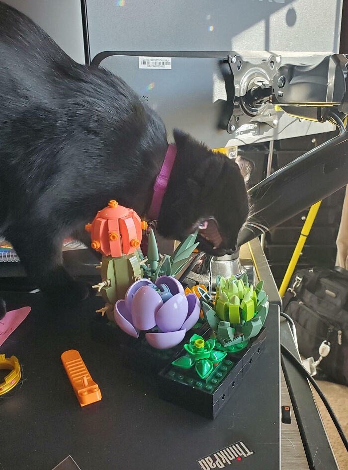 Black cat playfully interacting with colorful small plant models, showcasing animals making life better by being silly.