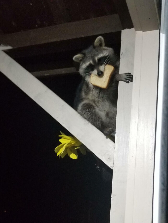 Raccoon showing silly behavior by holding a slice of bread in its mouth while perched on a wooden structure at night.