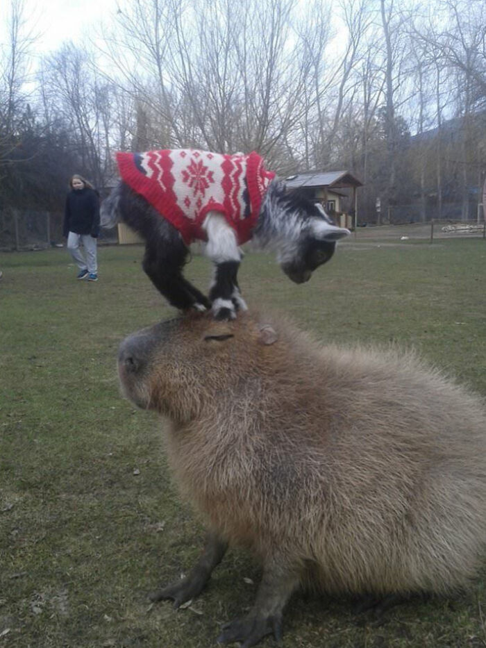 Goat wearing a red sweater playfully standing on a capybara's head, showcasing animals making life better with their silly little selves.