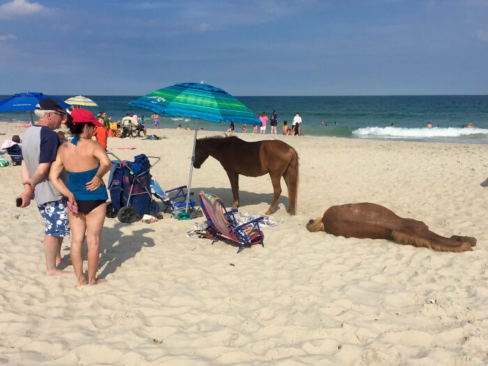 Two horses on a beach with people and umbrellas, showing animals making our lives better with silly behavior.
