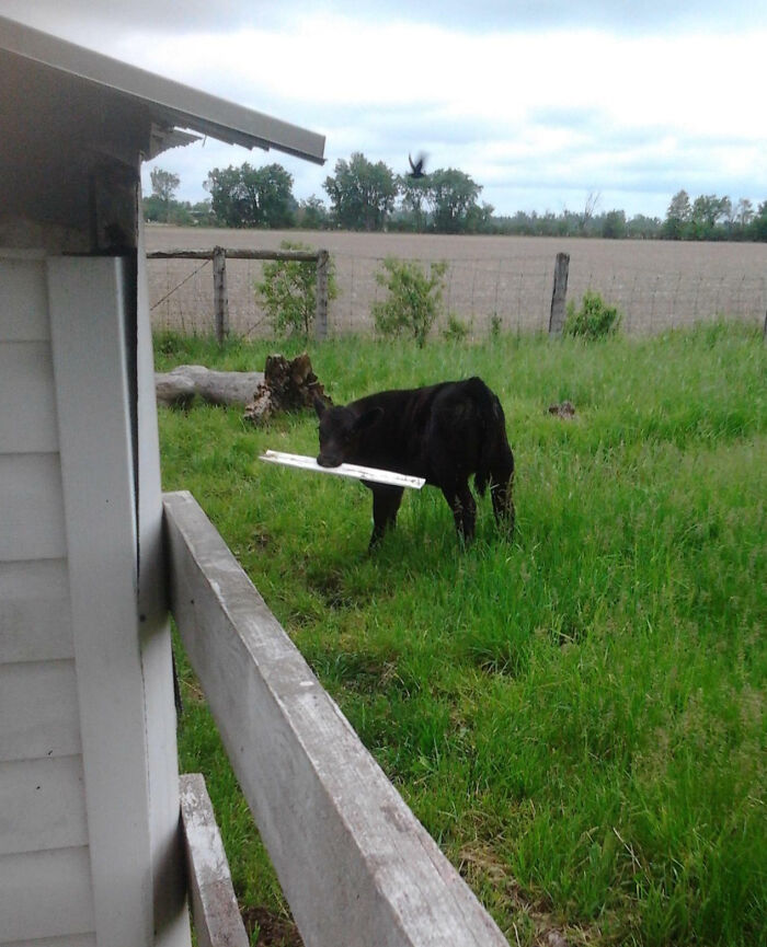 Black calf in a grassy field holding a white plank in its mouth showcasing animals making lives better with silly behavior.