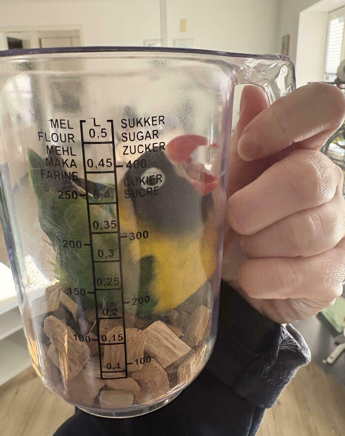 Small colorful bird inside a measuring cup with wood chips, showcasing animals making our lives better with their silly little selves.
