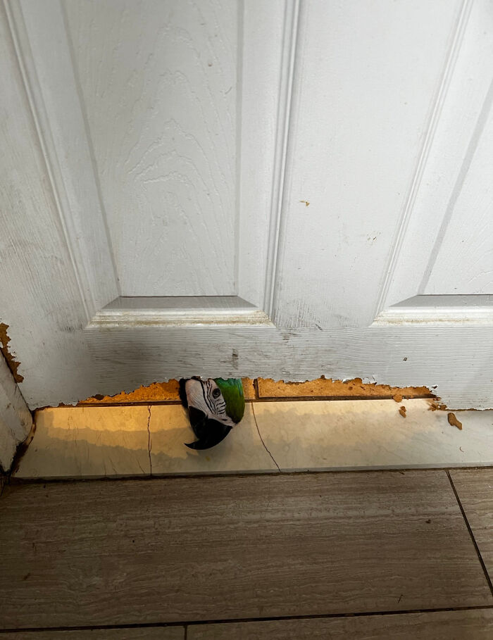 Parrot peeking through a chewed door bottom, showcasing silly animals making our lives better in a playful moment.