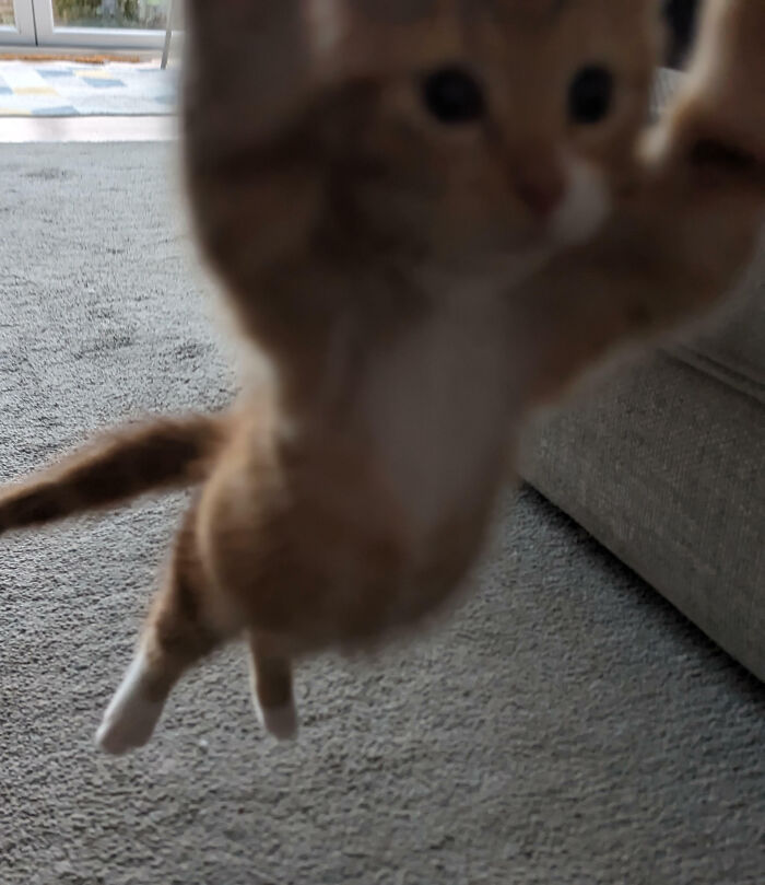 Blurry close-up of a playful cat jumping indoors, showcasing animals making our lives better with their silly little selves.