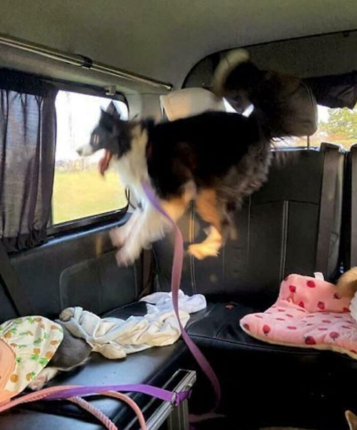 A playful dog jumping excitedly inside a car, showing how animals make our lives better with their silly behavior.