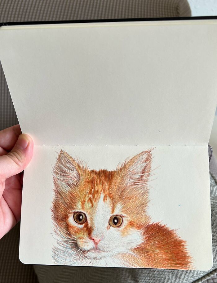 Hand holding tiny sketchbook with a detailed colored pencil drawing of an orange and white kitten.