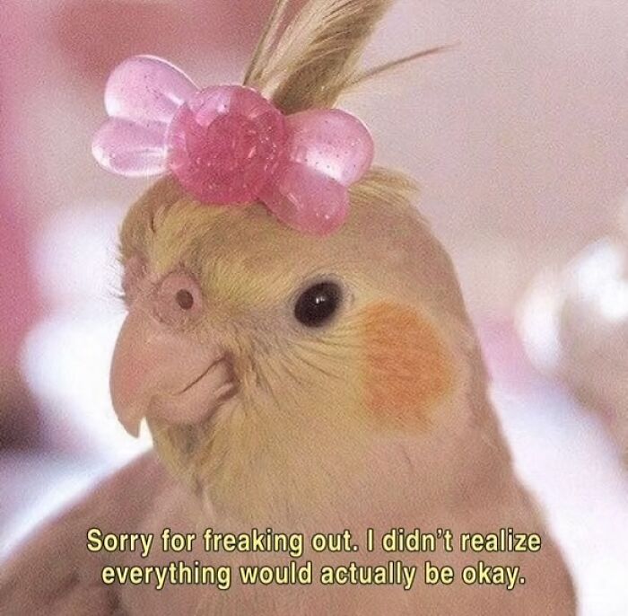 Cockatiel with pink bow on head with relatable meme text about freaking out and everything being okay.