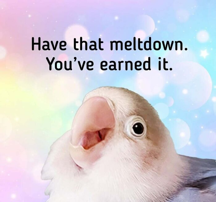 Cute bird with open beak on a colorful background with relatable memes text about having a meltdown earned.