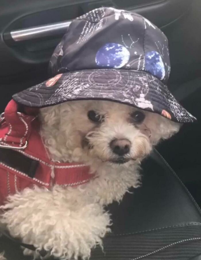 Small fluffy dog wearing a cringey nineties fashion bucket hat with space print and red harness in a car seat.
