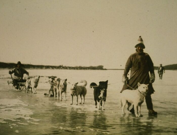 Man leading dogs and sled on frozen lake, historic commutes captured in a bygone working world scene.