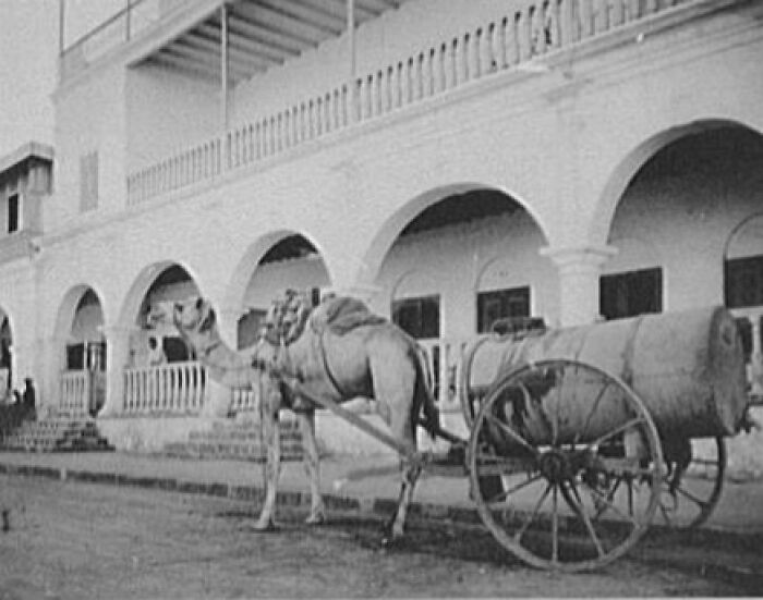 Historic commutes showing a camel pulling a water cart in front of an old building with arched balconies.