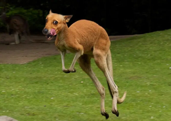 A humorous Photoshop creation showing an animal with a dog's head and a kangaroo's body, showcasing Photoshop skills.
