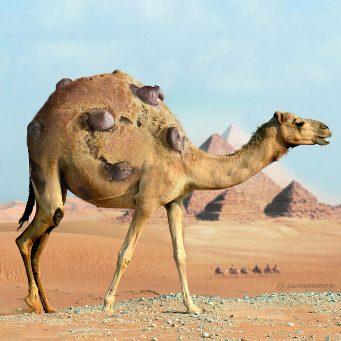 Camel with a chocolate chip cookie body walking in a desert near pyramids showcasing hilarious Photoshop skills.