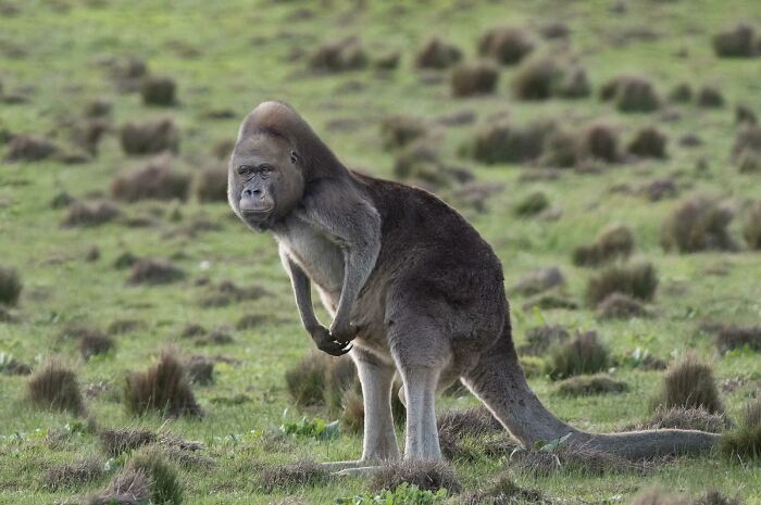 A hybrid animal with a gorilla’s face and a kangaroo’s body in a grassy field showcasing hilarious Photoshop skills.