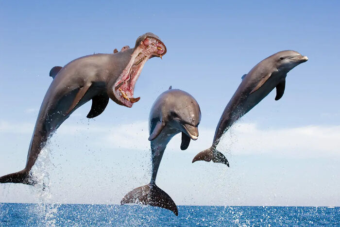 A digitally altered image showing dolphins jumping out of the water with one having a hippo's head, showcasing hilarious Photoshop skills.