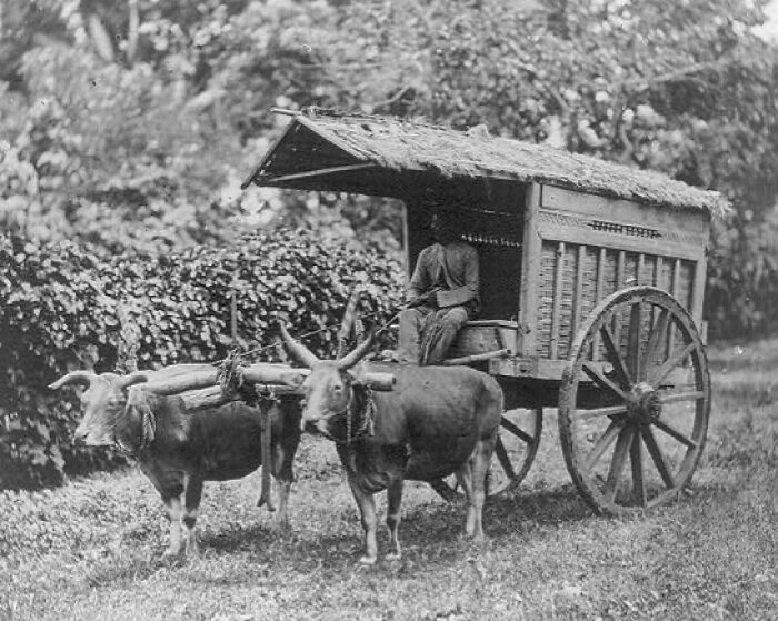 Oxen pulling a wooden cart with a thatched roof, showcasing historic commutes from a bygone working world era.