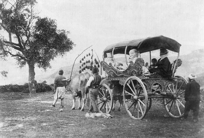 Historic commutes showing a traditional ox-drawn carriage carrying passengers in a rural working world.