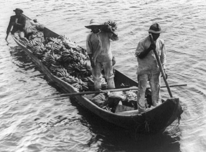 Historic commutes showing workers transporting bananas by boat in a bygone working world over water.