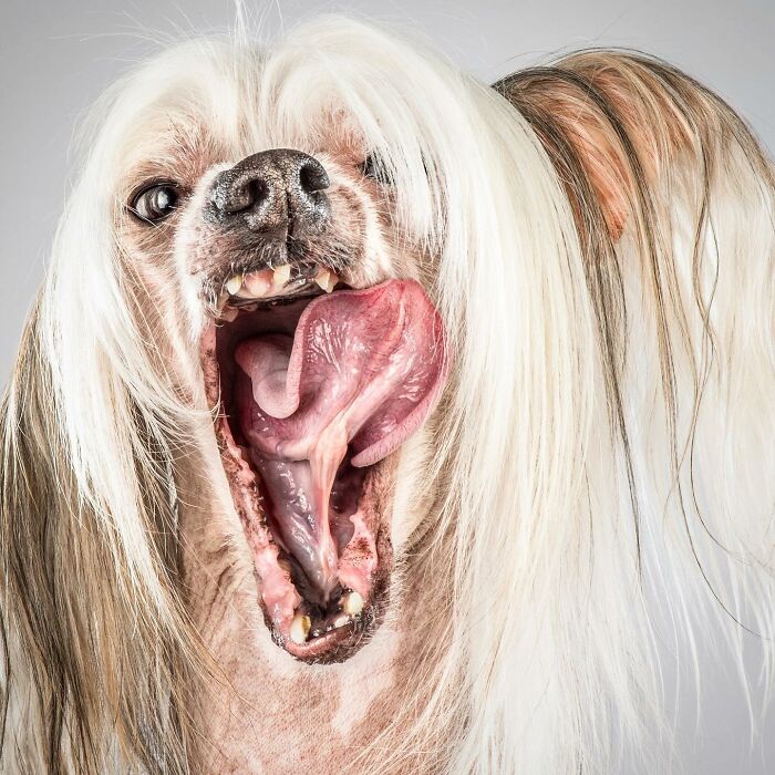 Close-up of a dog showing real pet personality with tongue out and long hair by photographer Carli Davidson.