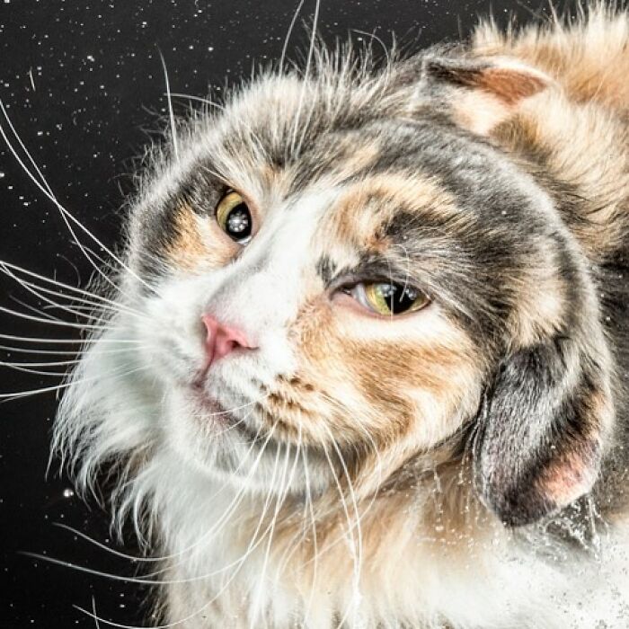 Close-up of a cat shaking off water captured by photographer Carli Davidson showing pet personality.