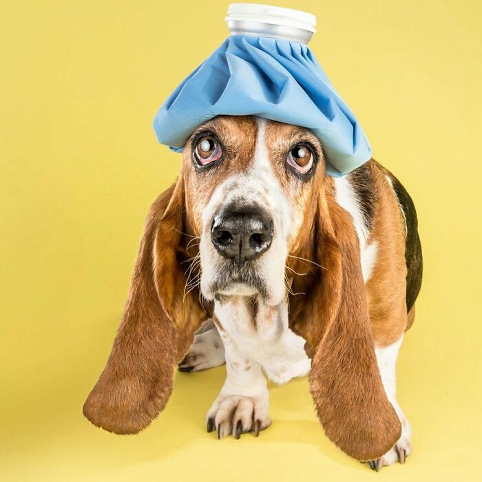 Basset hound wearing an ice pack on its head showing real pet personality in a colorful studio setting