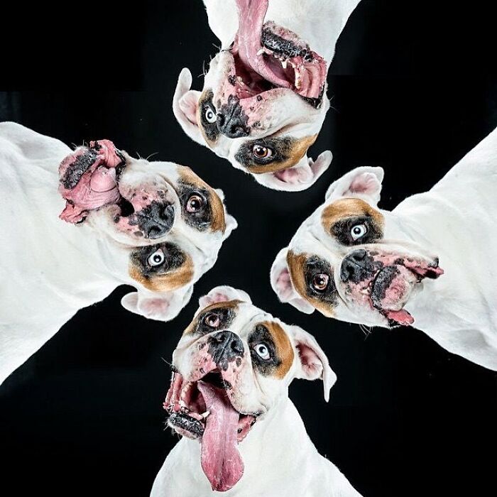 Four expressive white and brown dogs captured by photographer Carli Davidson showing real pet personality.