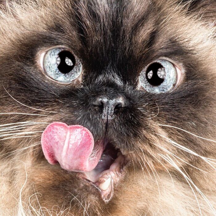 Close-up of a cat showing real pet personality with tongue out and expressive blue eyes captured by photographer Carli Davidson.