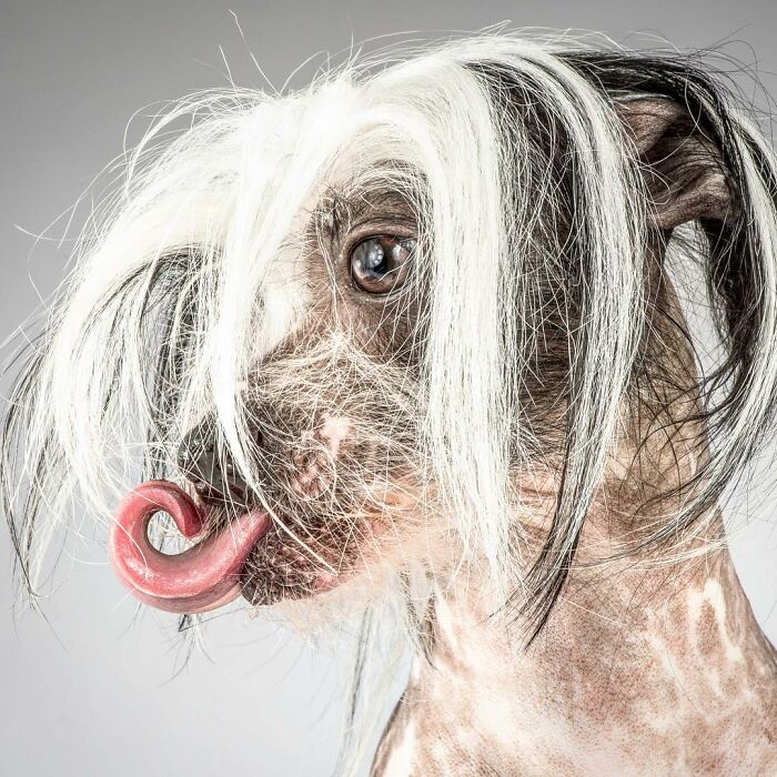 Hairy dog with tongue curled up, showcasing real pet personality in a close-up portrait by photographer Carli Davidson.