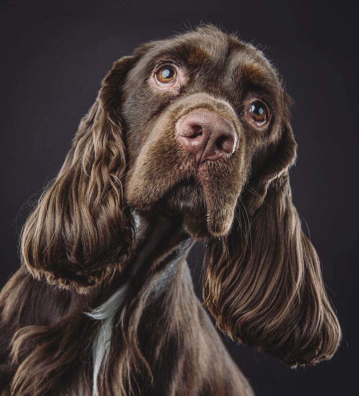 Close-up of a brown dog with soulful eyes capturing real pet personality in a detailed portrait photograph.