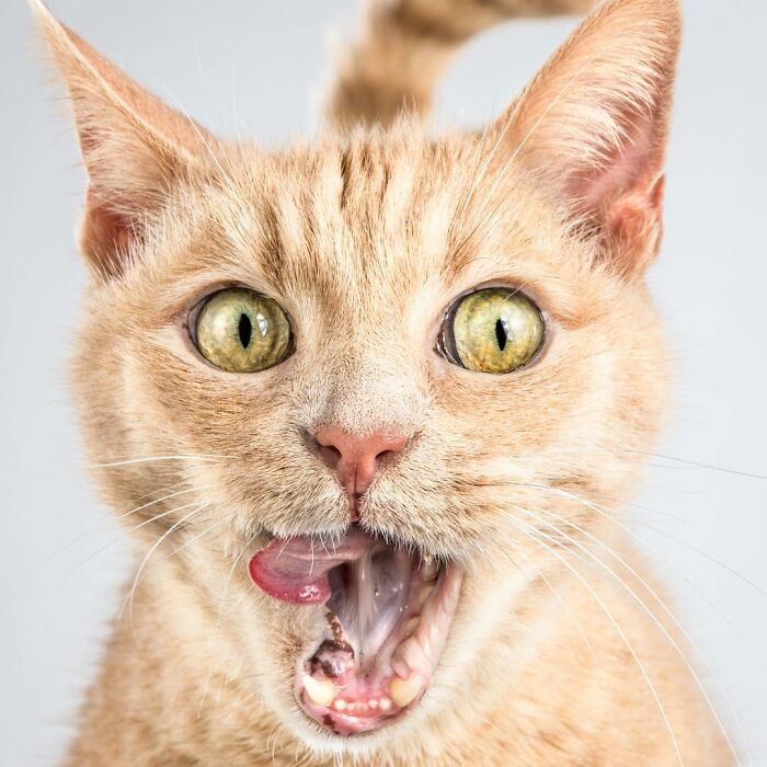 Close-up of a cat making a funny face that captures real pet personality in a vibrant, detailed portrait photo.