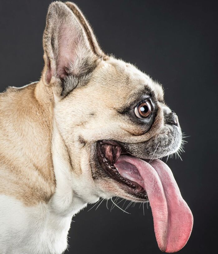 French Bulldog with tongue out showing real pet personality captured by photographer Carli Davidson in a close-up studio portrait.