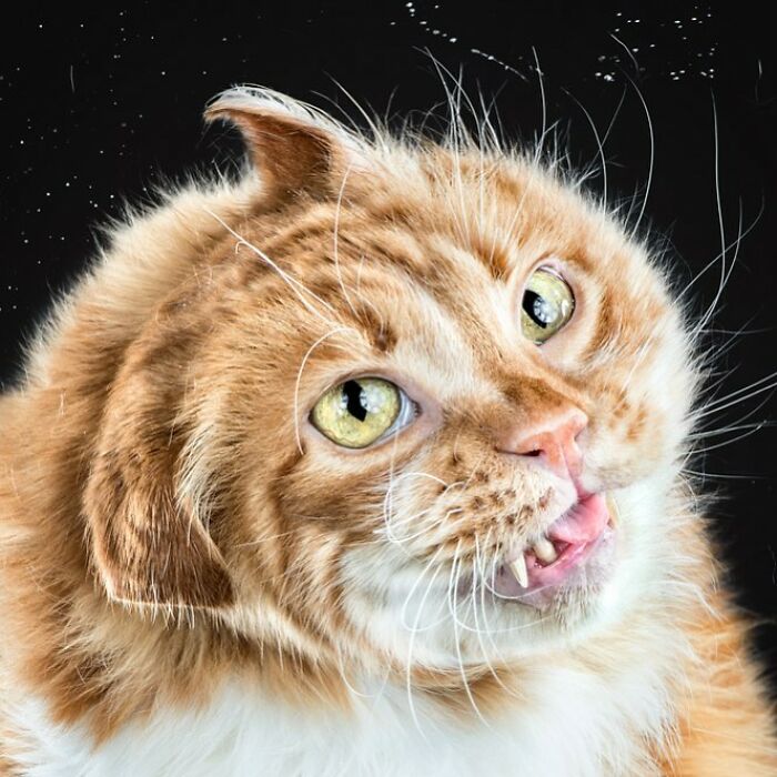Close-up of an orange tabby cat showing real pet personality with expressive eyes and unique facial expression.