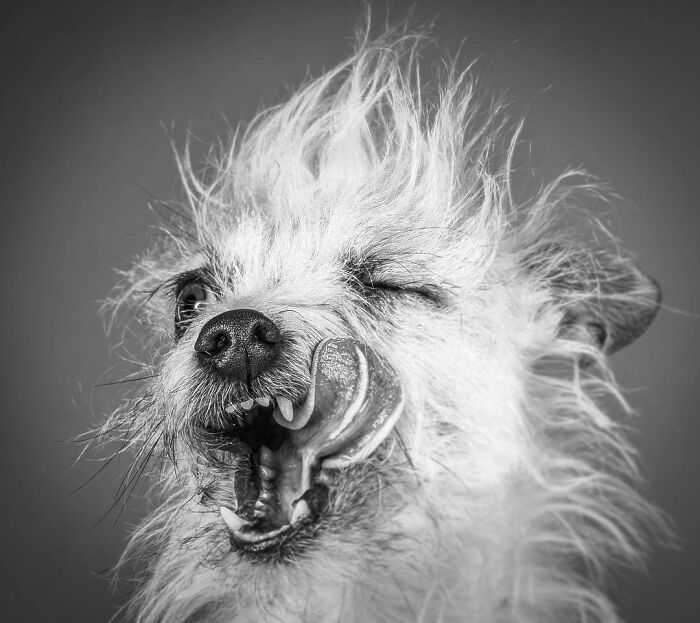 Close-up of a dog with tousled fur and tongue out, capturing real pet personality in a black and white photo.