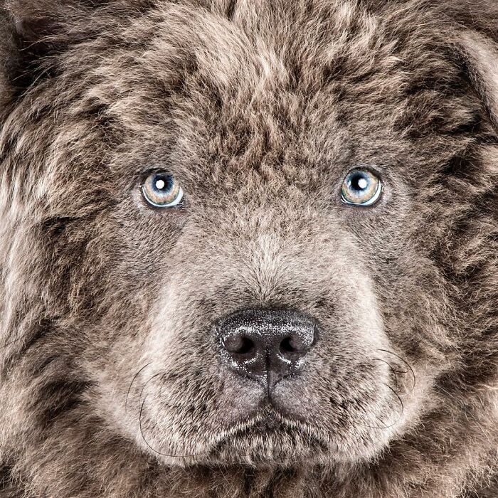 Close-up of a fluffy dog face with blue eyes, showcasing real pet personality captured by photographer Carli Davidson.