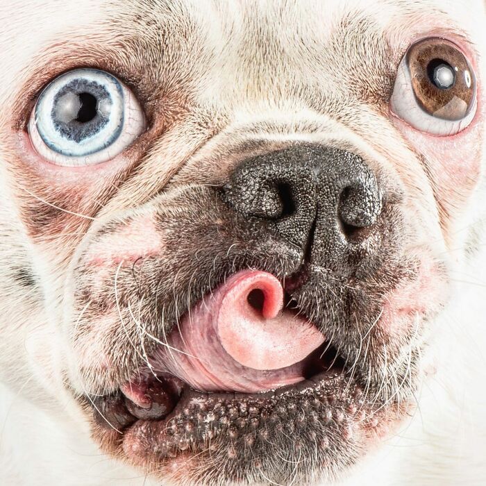 Close-up of a dog with unique eyes and tongue out capturing real pet personality in a playful moment by photographer Carli Davidson.