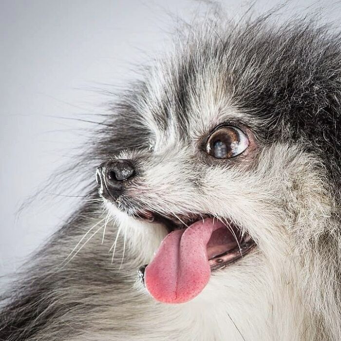 Close-up of a happy dog showing real pet personality captured by photographer Carli Davidson in a detailed pet portrait.