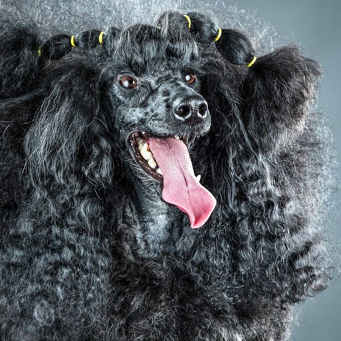 Black poodle with curly hair styled in braids and yellow bands, showing lively pet personality in a vibrant studio portrait.