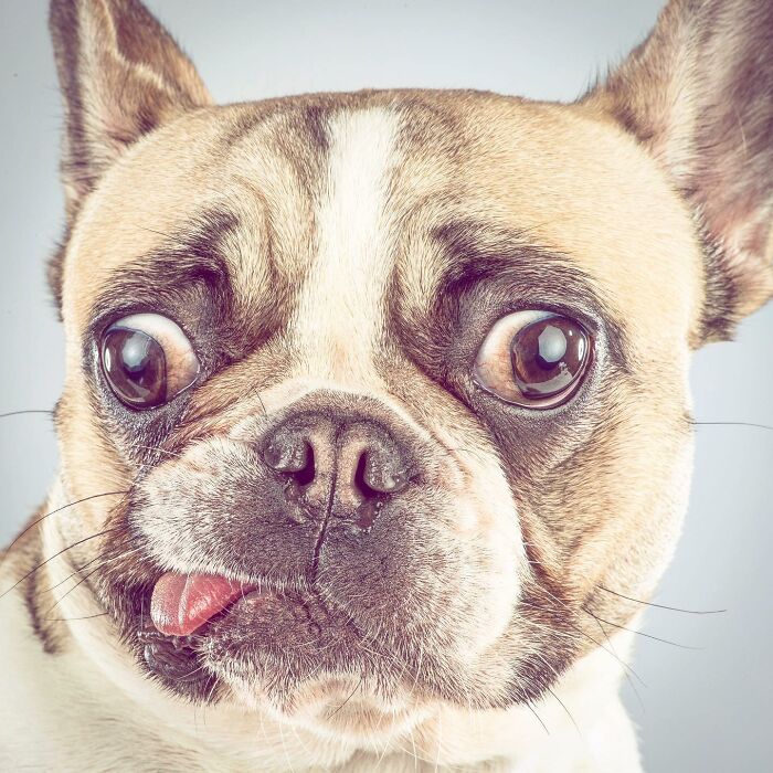 Close-up of a dog with wide eyes and tongue out, capturing real pet personality in a playful expression.