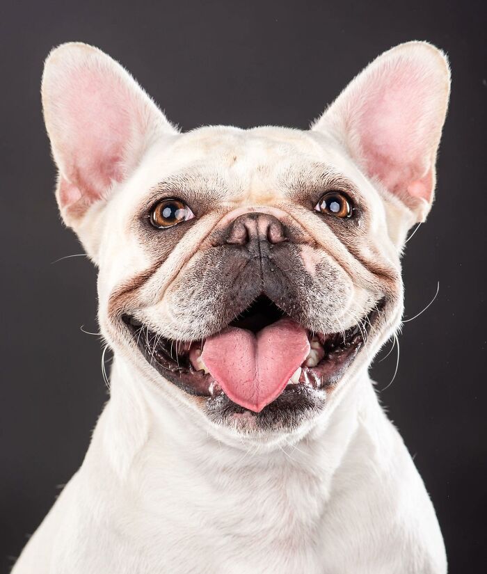 Happy French Bulldog with tongue out showcasing real pet personality in a close-up portrait by photographer Carli Davidson.