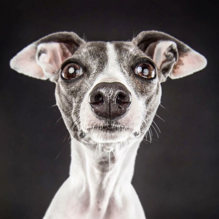 Close-up portrait of a dog showing real pet personality captured by photographer Carli Davidson against a dark background