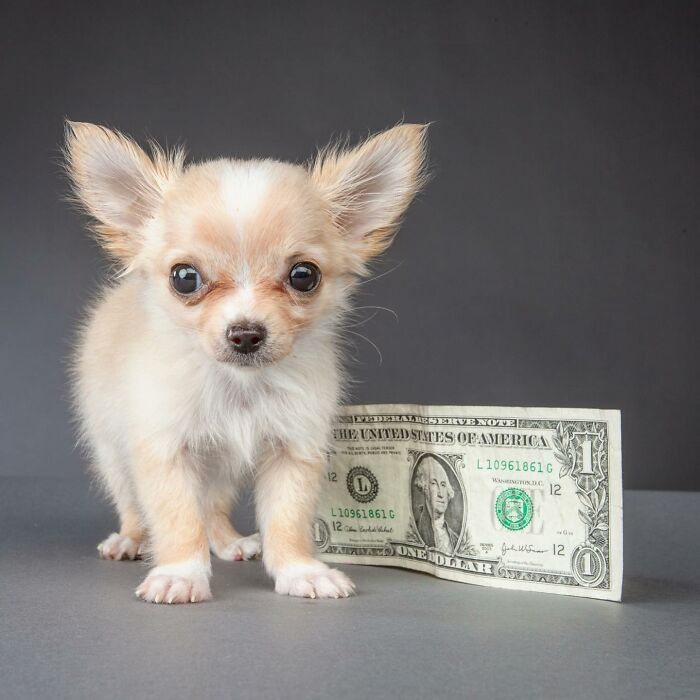 Small light brown Chihuahua puppy with large ears standing next to a one-dollar bill showing pet personality captured by photographer Carli Davidson