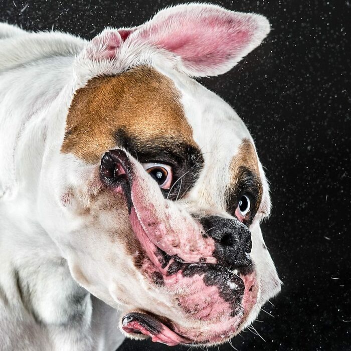 Dog mid-shake captured by photographer Carli Davidson, showing real pet personality with water droplets in motion.