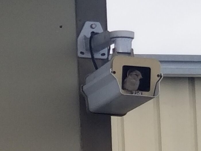 Small bird nesting inside a security camera, illustrating one of the hilarious tech fails related to computer skills.