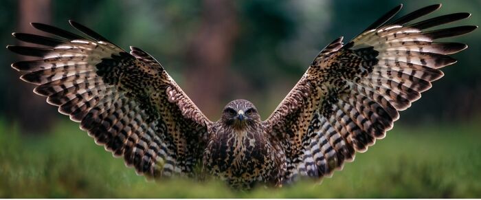 A wild bird with outstretched wings captured through the lens, showcasing the wild soul of nature in flight.