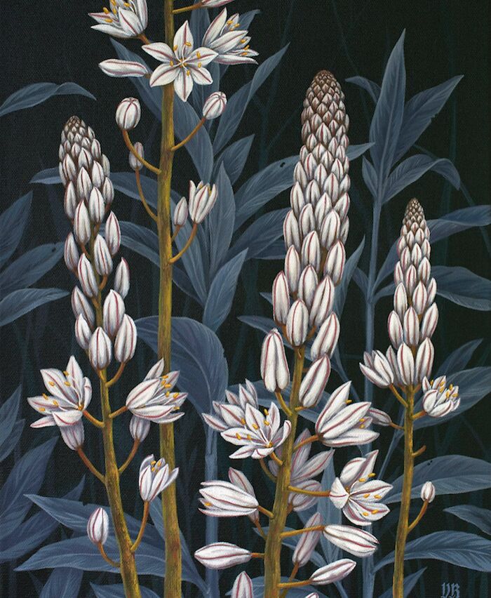 Detailed nature-inspired painting of white flowers and blue leaves by Vasilisa Romanenko, showcasing botanical beauty.