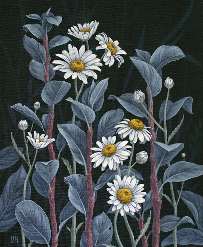 Nature-inspired painting of white daisies with yellow centers and grayish leaves on dark background by Vasilisa Romanenko
