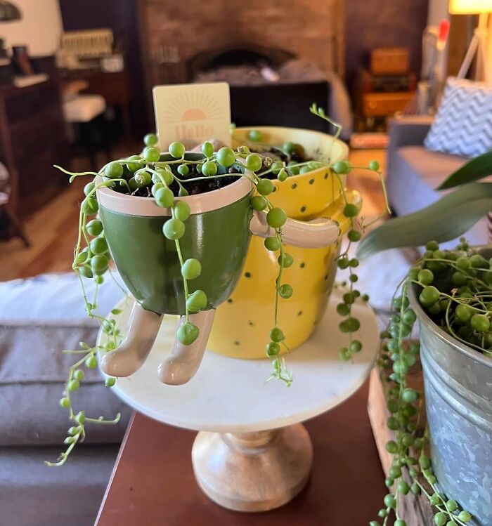 Green and yellow quirky plant pots with trailing string of pearls succulent, showcasing weirdly wonderful finds for home decor.